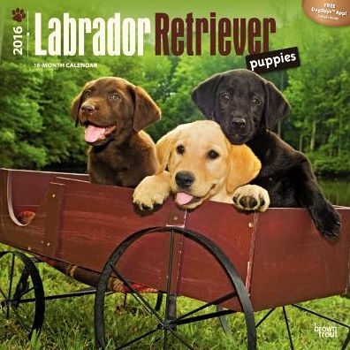 2016 Labrador Retriever Puppies Square 12x12 Wall Calendar