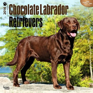 2016 Labrador Retrievers, Chocolate Square 12x12 Wall Calendar