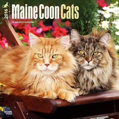 2016 Maine Coon Cats Square 12x12 Wall Calendar