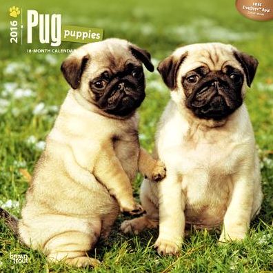 2016 Pug Puppies Square 12x12 Wall Calendar