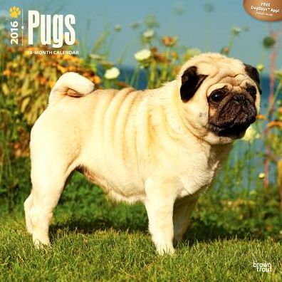 2016 Pugs Square 12x12 Wall Calendar