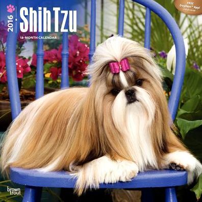 2016 Shih Tzu Square 12x12 Wall Calendar
