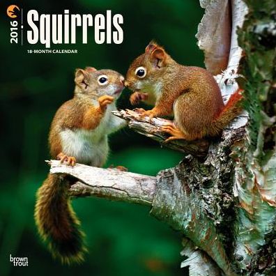 2016 Squirrels Square 12x12 Wall Calendar