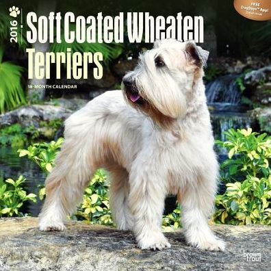 2016 Wheaten Terriers, Soft Coated Square 12x12 Wall Calendar