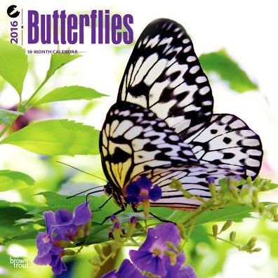 2016 Butterflies Square 12x12 Wall Calendar
