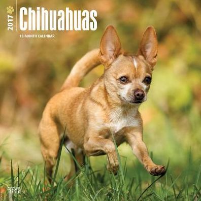 2017 Chihuahuas 2017 Square