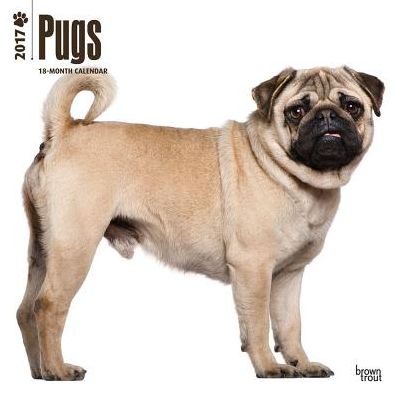 2017 Pugs 2017 Square
