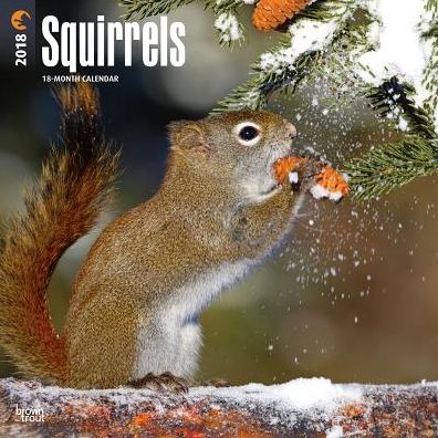 2018 Squirrels 2018 Square