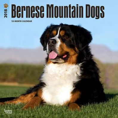 2018 Bernese Mountain Dogs 2018 Square