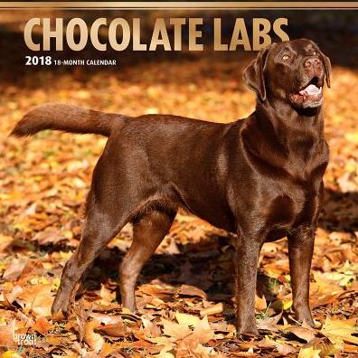 2018 Labrador Retrievers, Chocolate 2018 Square FOIL