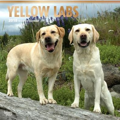 2018 Labrador Retrievers, Yellow 2018 Square FOIL