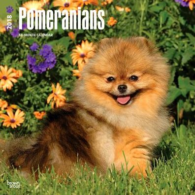 2018 Pomeranians 2018 Square