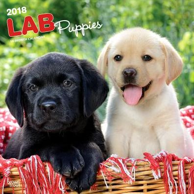 2018 Labrador Retriever Puppies 2018 Square