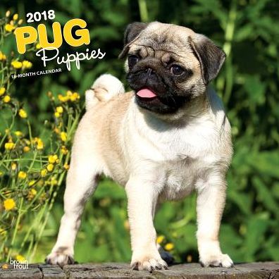 2018 Pug Puppies 2018 Square