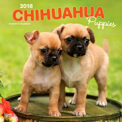 2018 Chihuahua Puppies 2018 Square