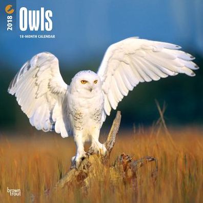 2018 Owls 2018 Square