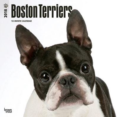 2018 Boston Terriers 2018 Square
