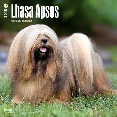 2018 Lhasa Apsos 2018 Square