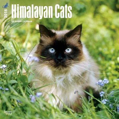 2018 Himalayan Cats 2018 Square