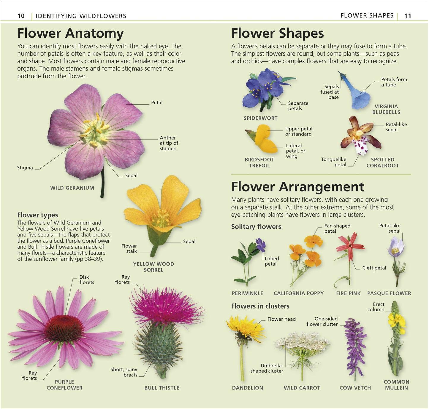 What's that Flower?