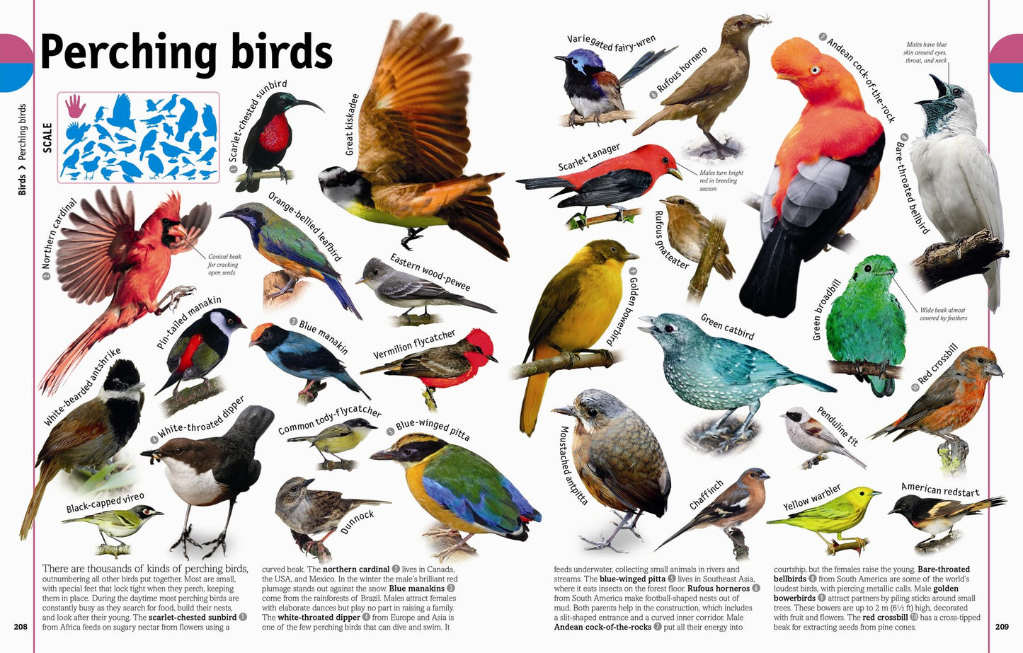 The Animal Book: A Visual Encyclopedia of Life on Earth