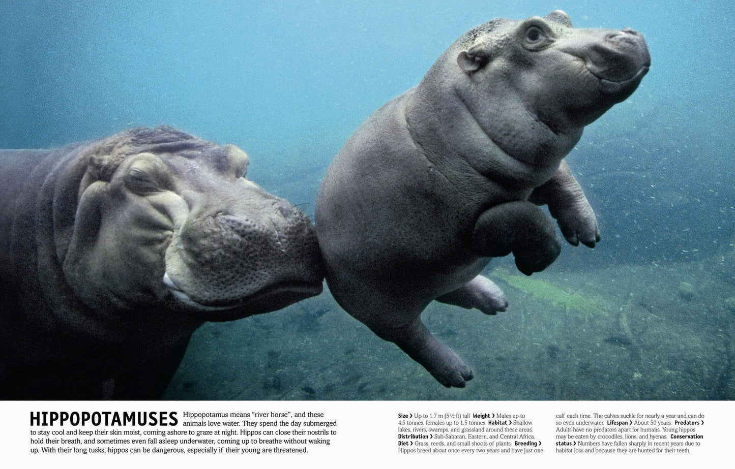 The Animal Book: A Visual Encyclopedia of Life on Earth