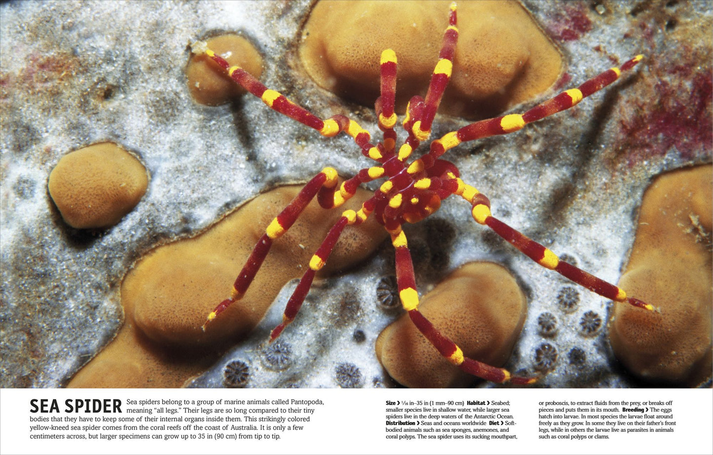 The Animal Book: A Visual Encyclopedia of Life on Earth