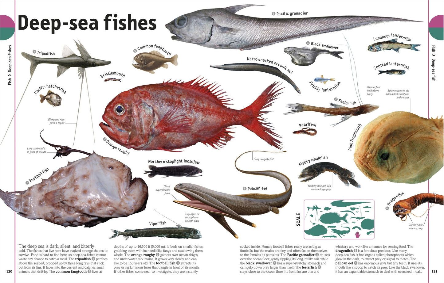 The Animal Book: A Visual Encyclopedia of Life on Earth