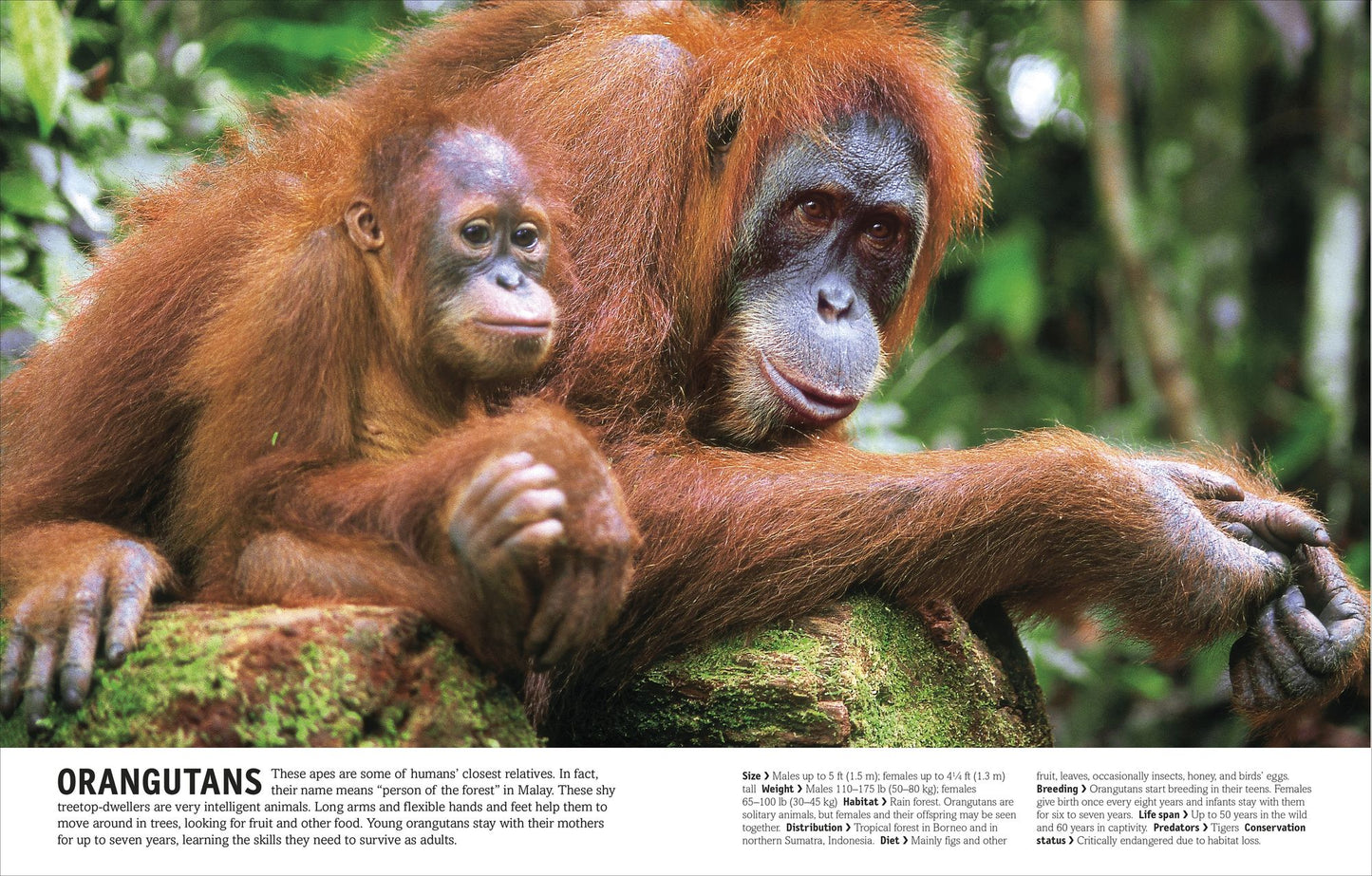 The Animal Book: A Visual Encyclopedia of Life on Earth