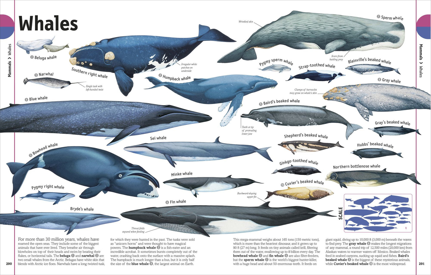 The Animal Book: A Visual Encyclopedia of Life on Earth