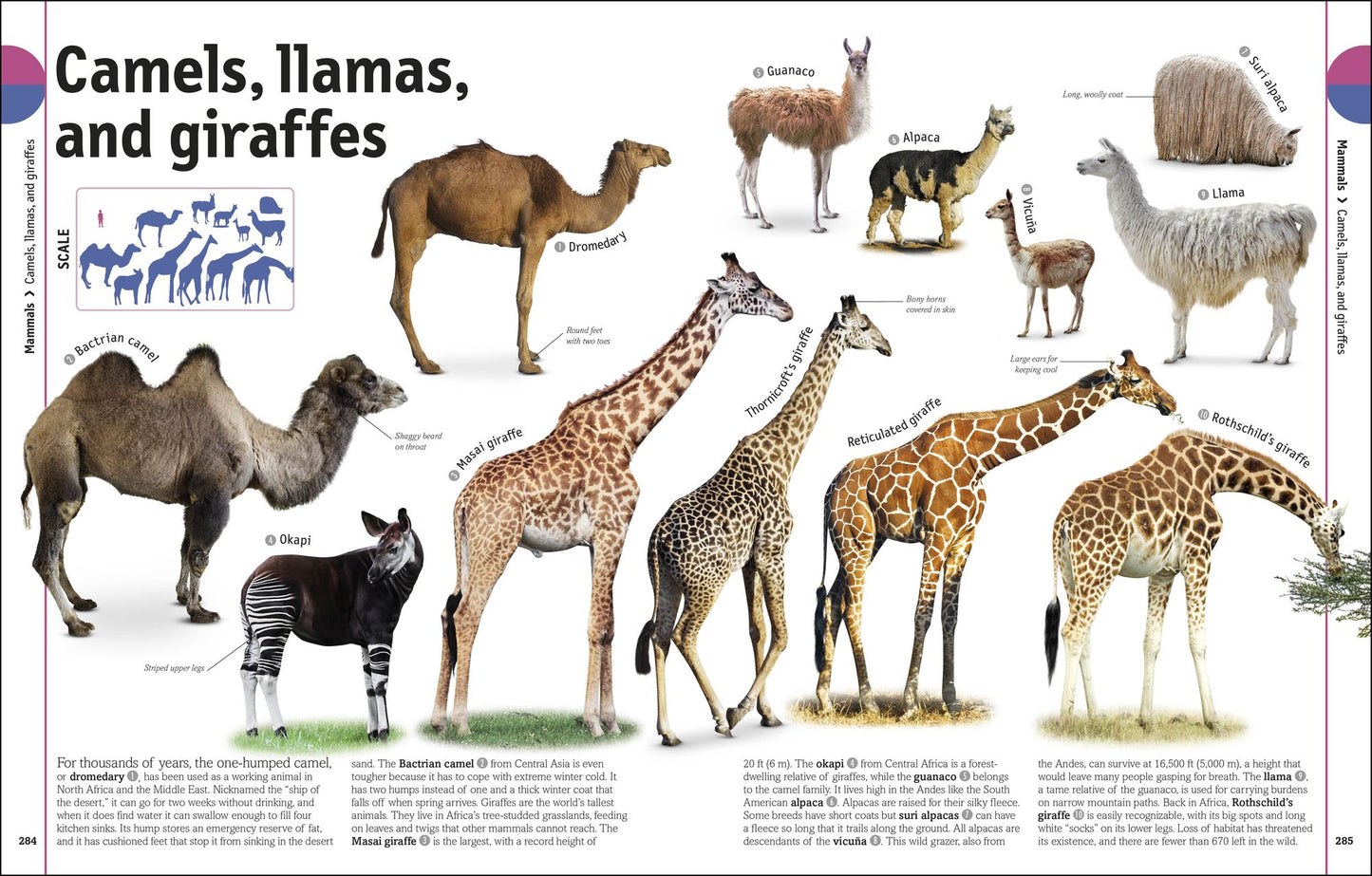The Animal Book: A Visual Encyclopedia of Life on Earth