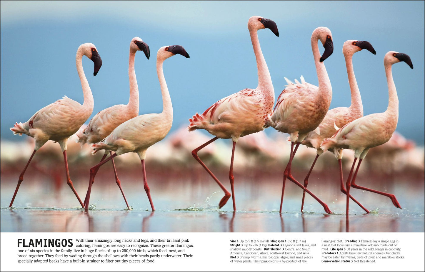 The Animal Book: A Visual Encyclopedia of Life on Earth