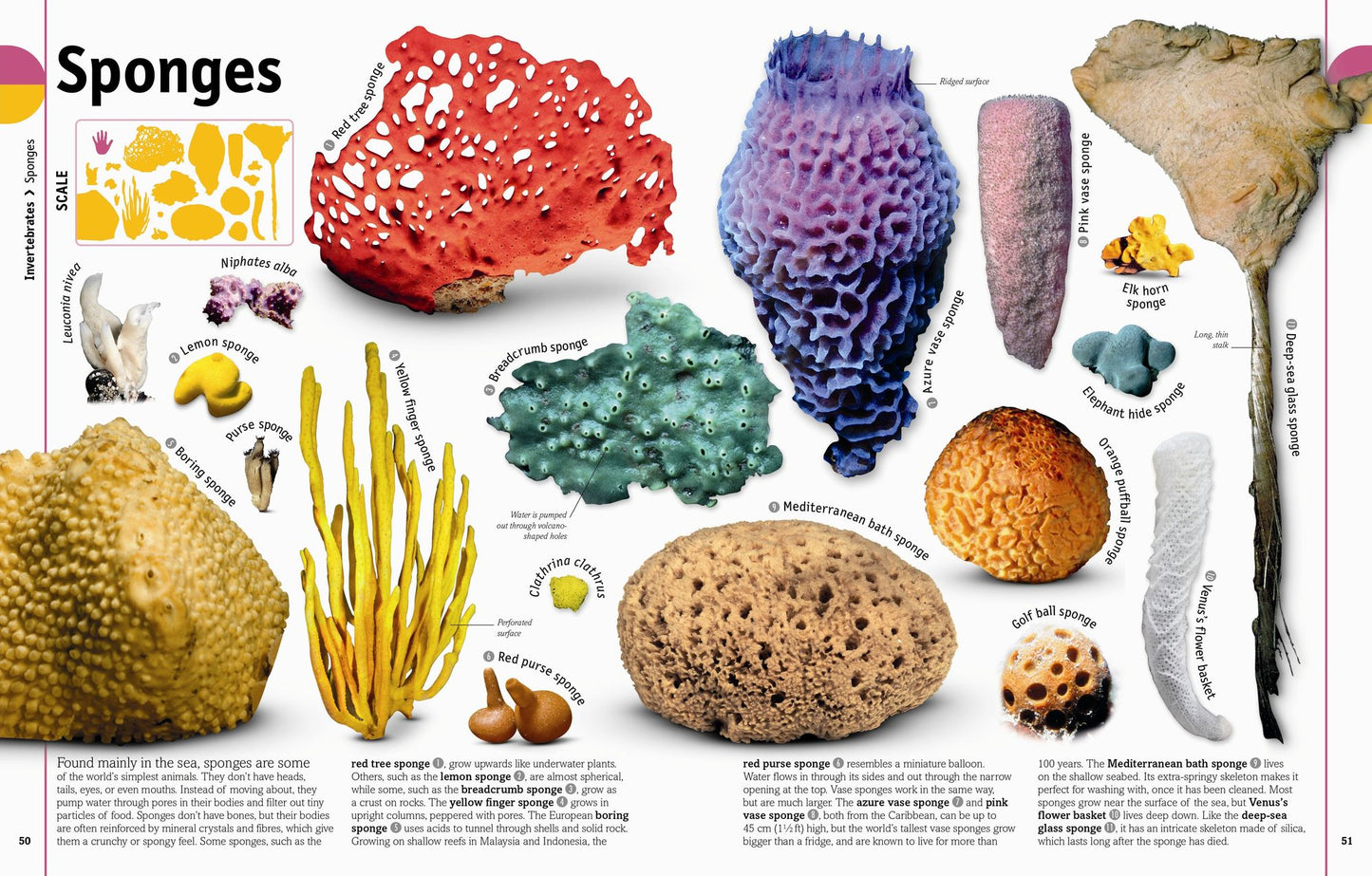 The Animal Book: A Visual Encyclopedia of Life on Earth