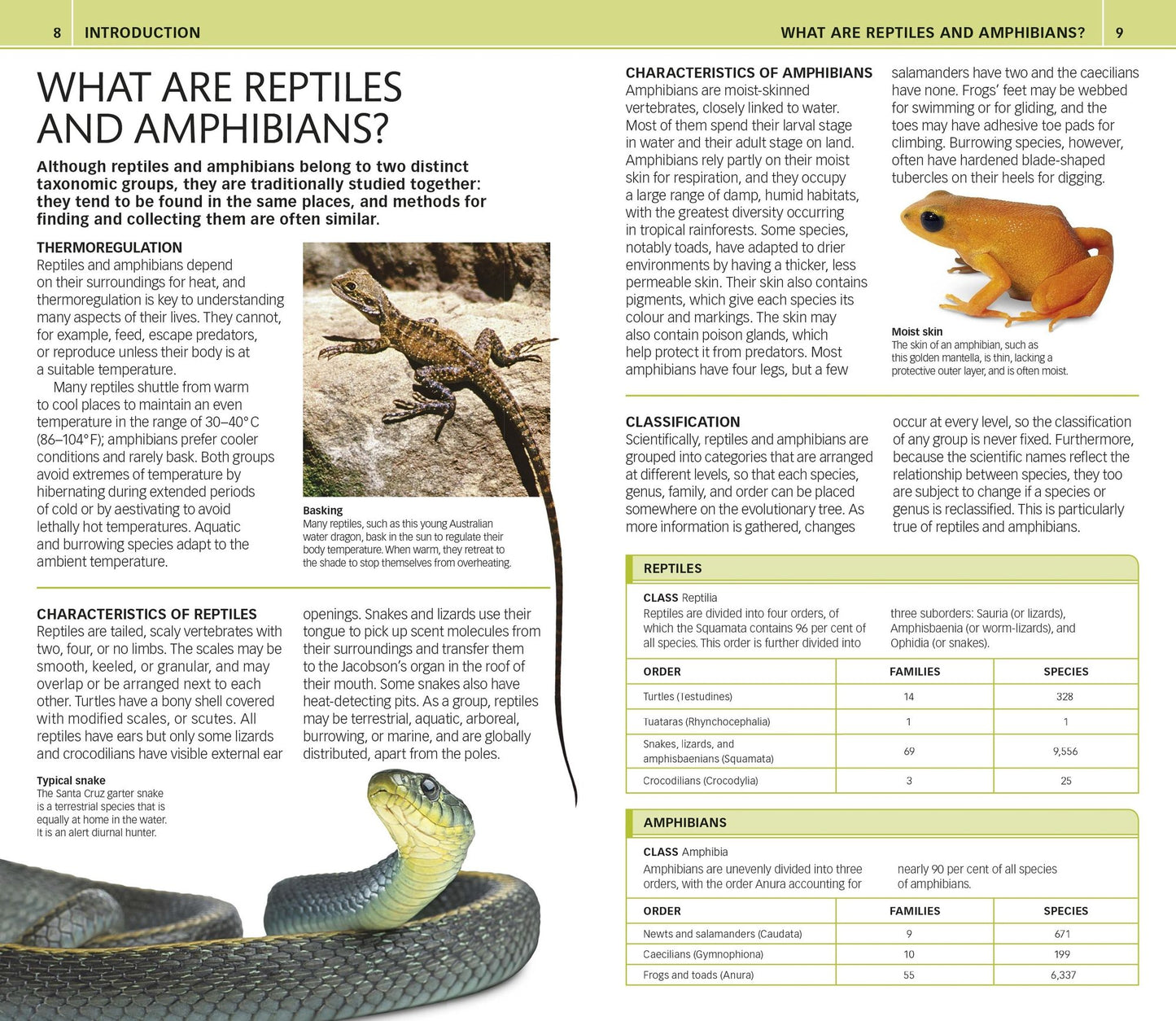 Nature Guide: Snakes and Other Reptiles and Amphibians