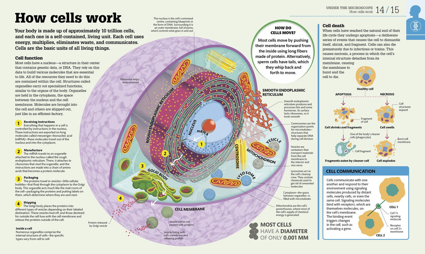 How the Body Works: The Facts Simply Explained