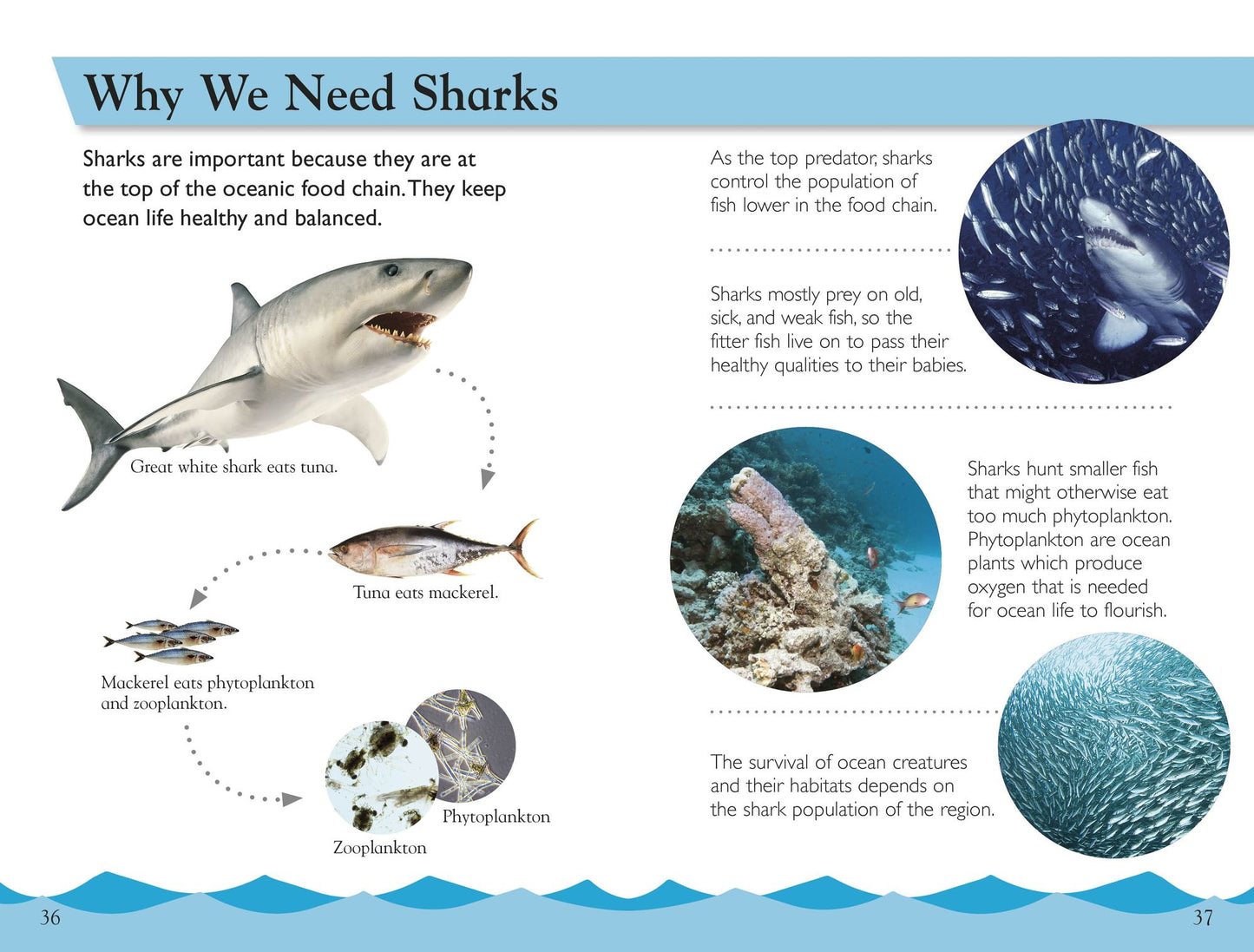 Shark Attack! (DK Readers Level 3 Series)