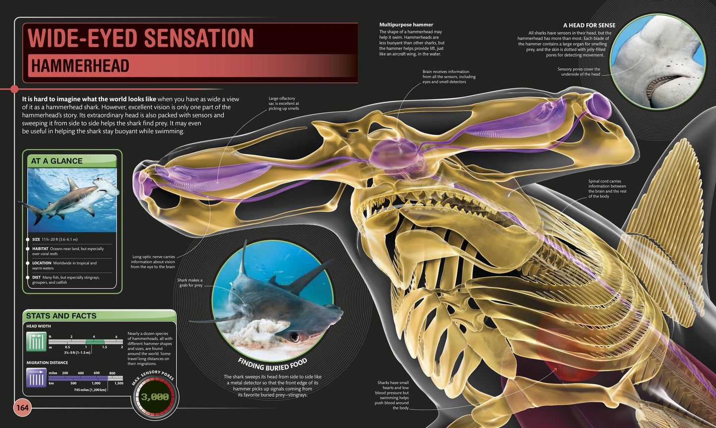 Super Shark Encyclopedia: And Other Creatures of the Deep