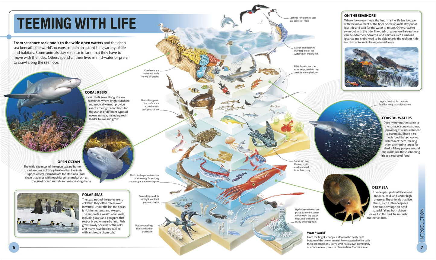 Super Shark Encyclopedia: And Other Creatures of the Deep