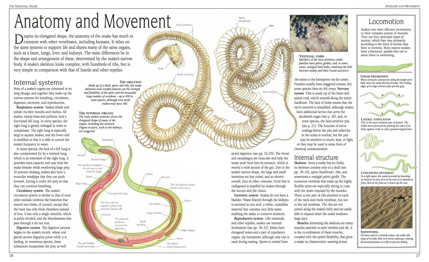 Snake