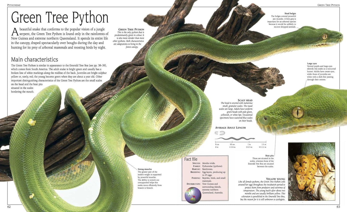 Snake