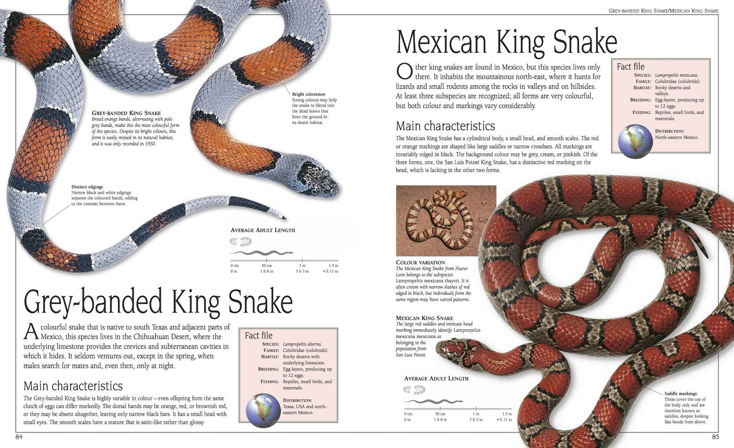 Snake