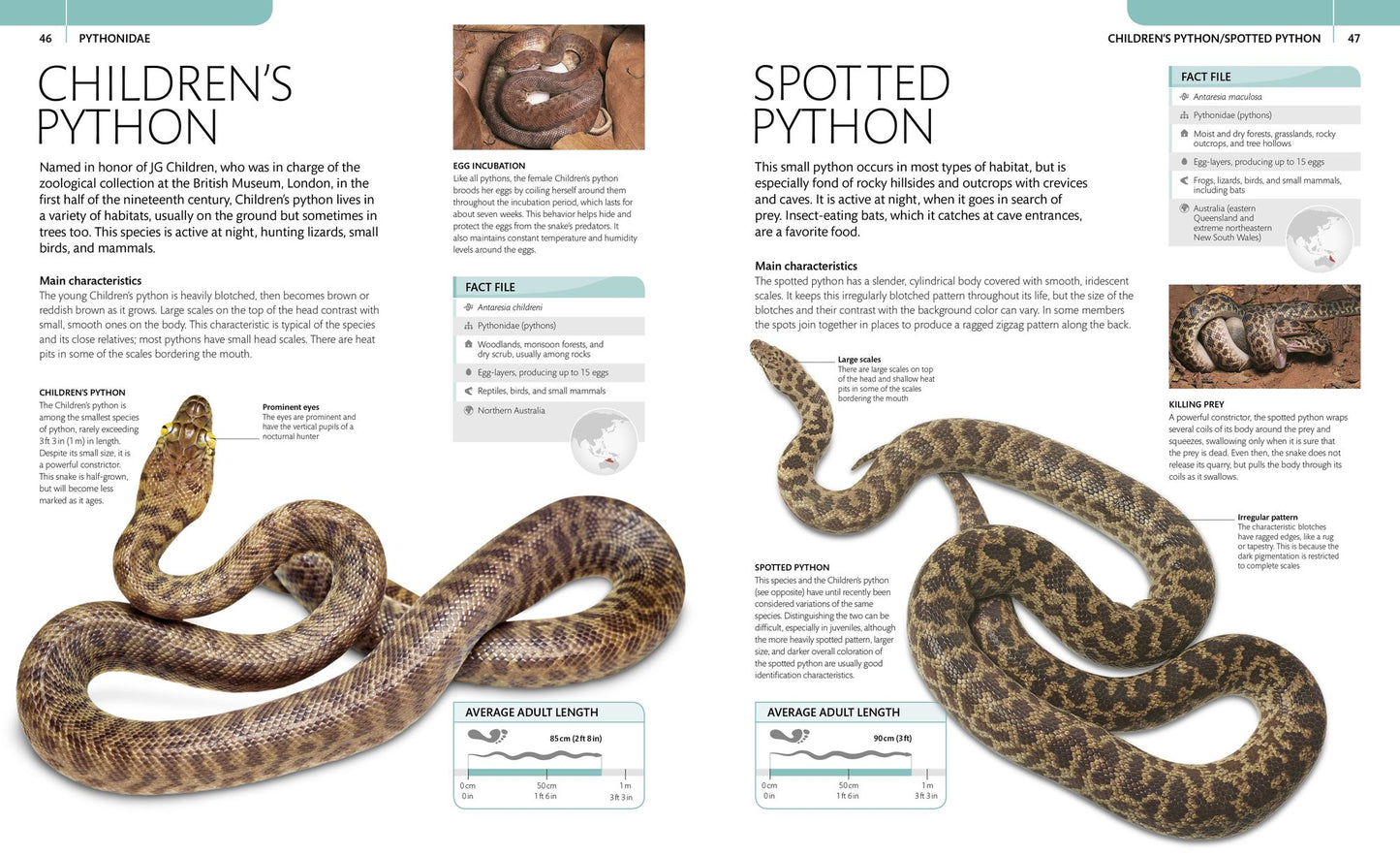 Snake