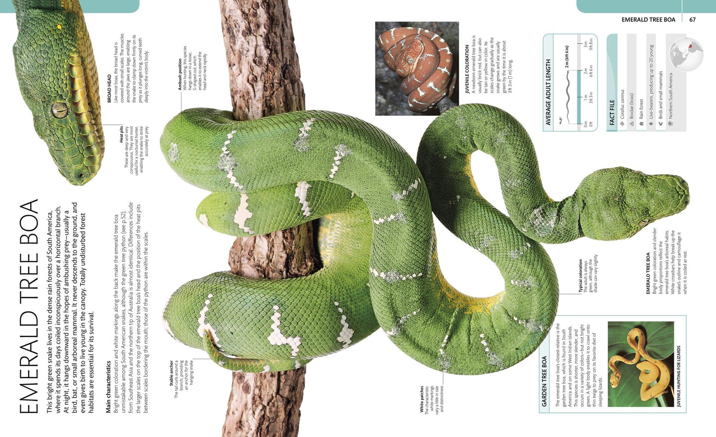 Snake