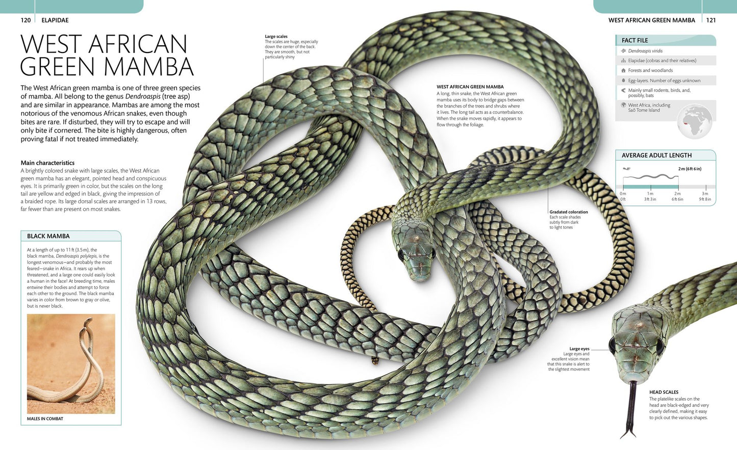 Snake