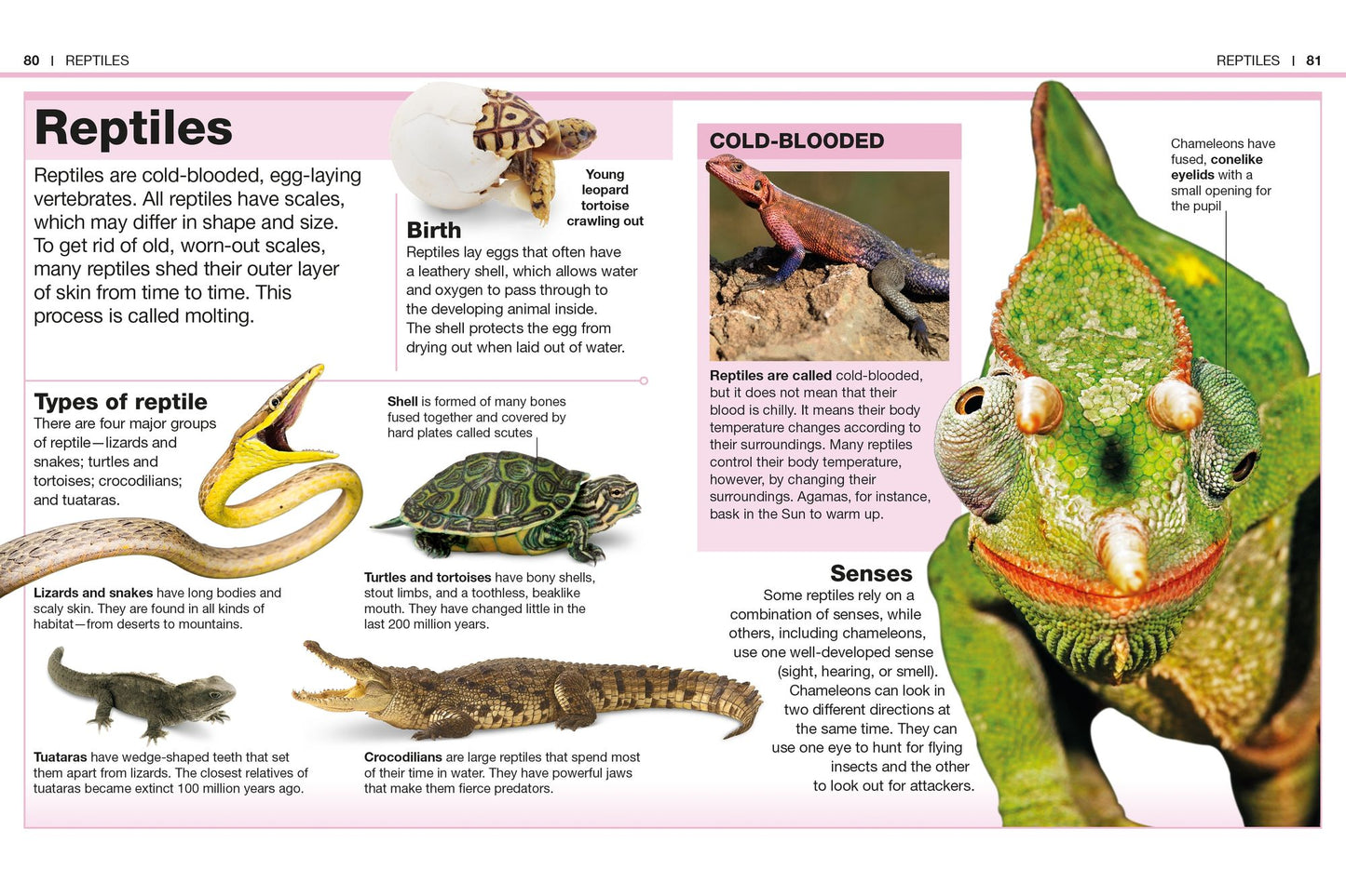Pocket Genius: Animals