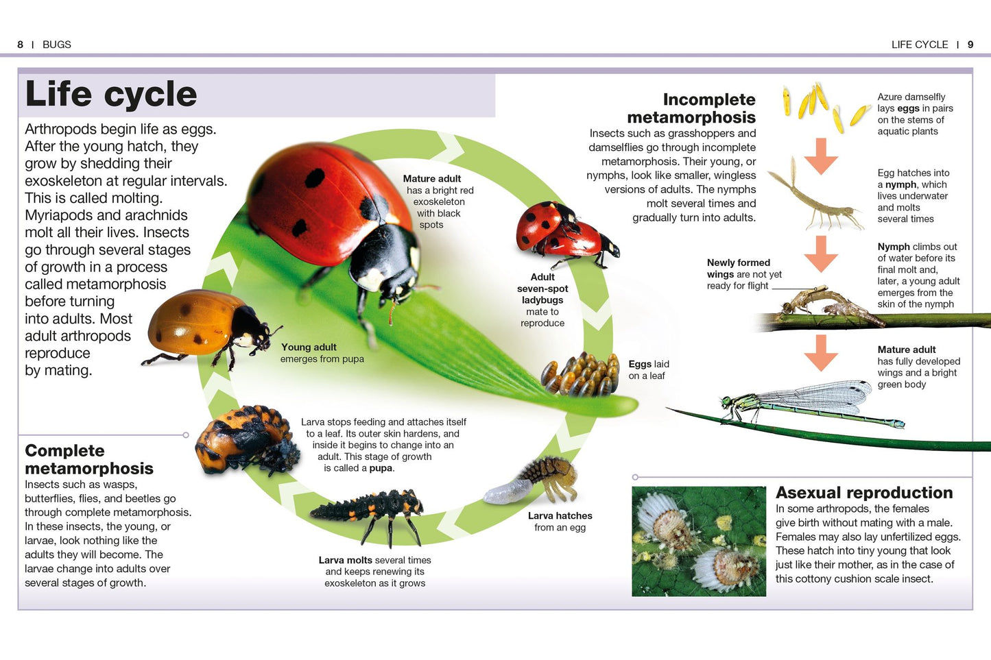 Pocket Genius: Bugs: Facts at Your Fingertips