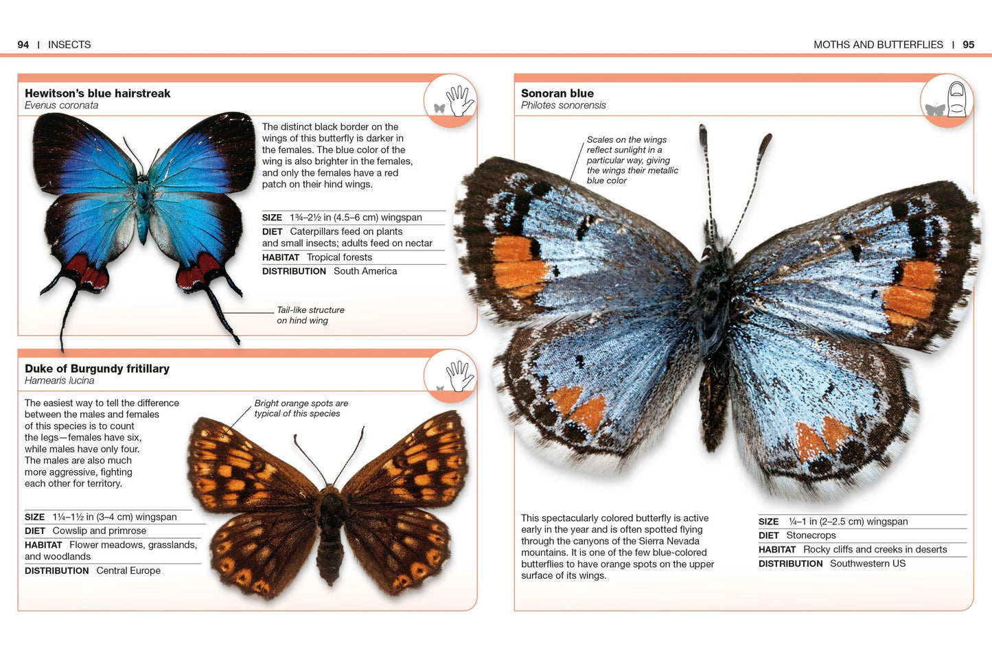 Pocket Genius: Bugs: Facts at Your Fingertips