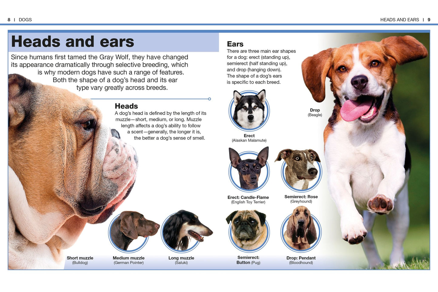 Pocket Genius: Dogs