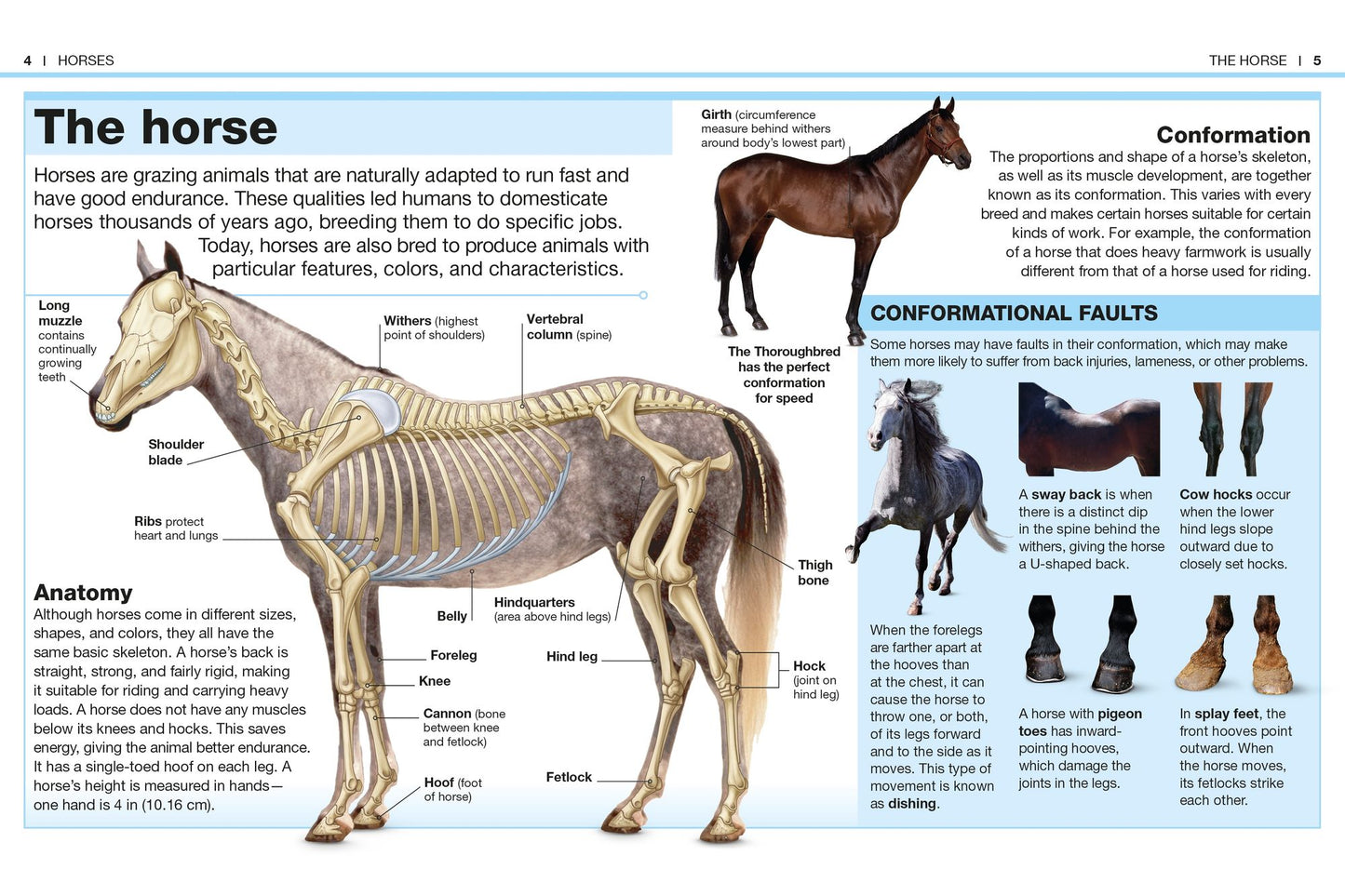 Pocket Genius: Horses