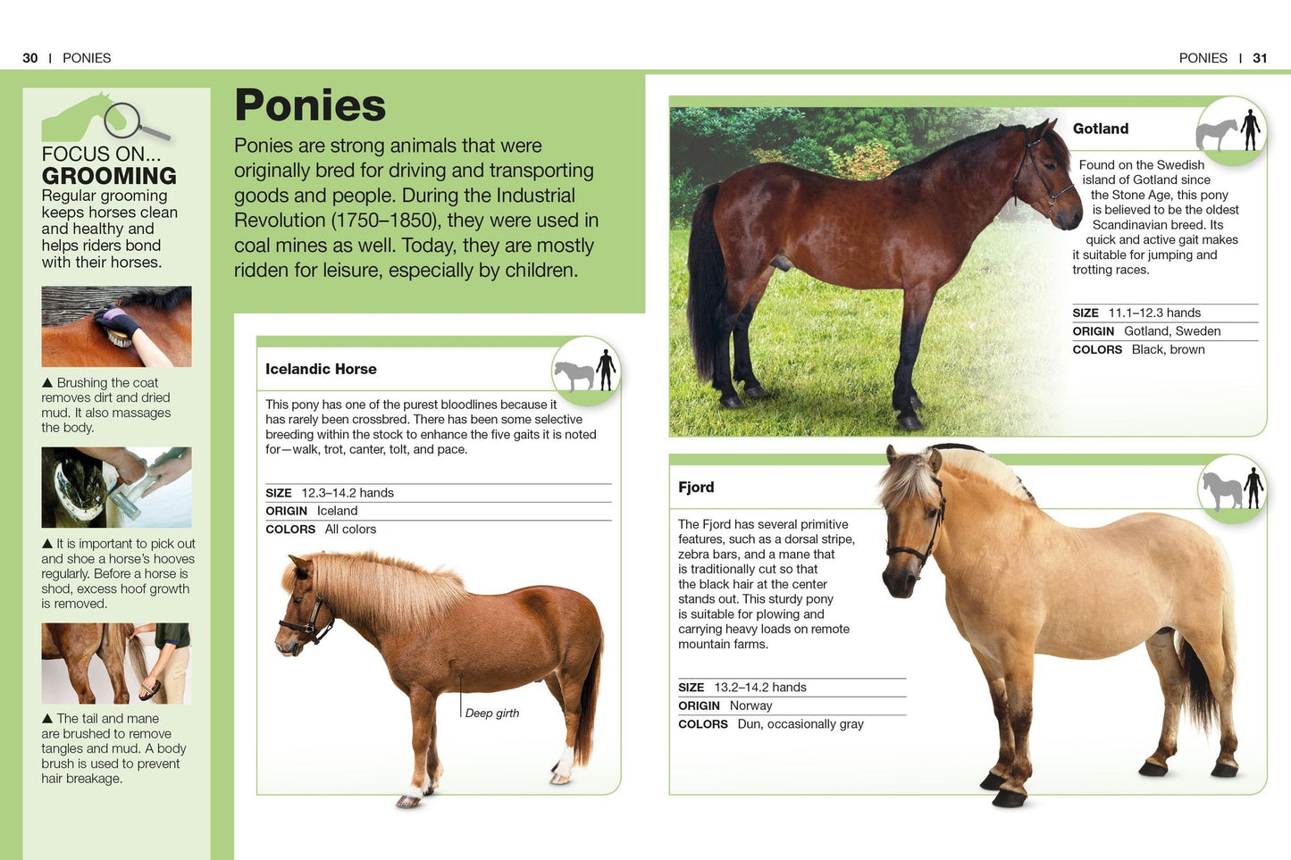 Pocket Genius: Horses